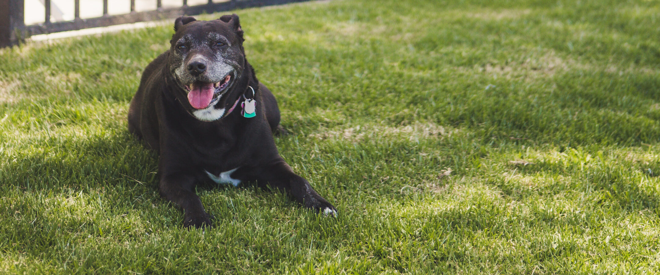 A black dog with a white chest and gray muzzle is lying on green grass, panting with its tongue out, near a black metal fence in a sunny outdoor area.