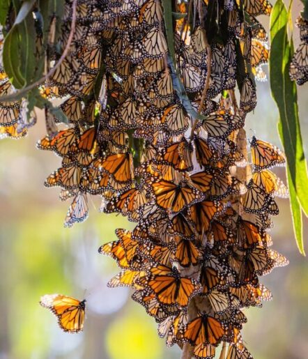 A large cluster of monarch butterflies with orange and black wings gather on tree branches and leaves, with sunlight filtering through, highlighting their vibrant colors.