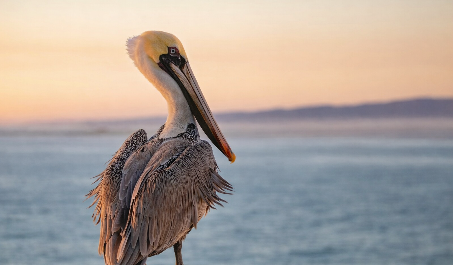 A brown pelican perches on a wooden railing, facing the ocean at sunset. The sky is soft orange and pink, and distant hills are visible across the water in the background.