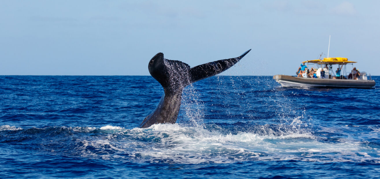 A whales tail rises above the ocean surface as it dives, with water splashing around. In the background, a boat with people onboard observes the whale under a clear blue sky.