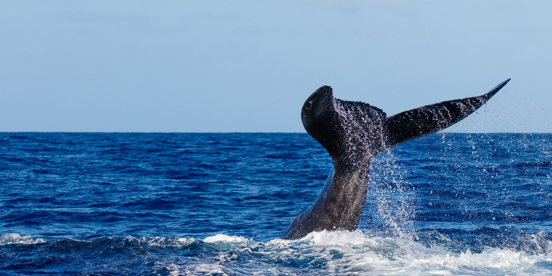 A whales tail fin rises above the blue ocean surface, splashing water, with a clear sky in the background.