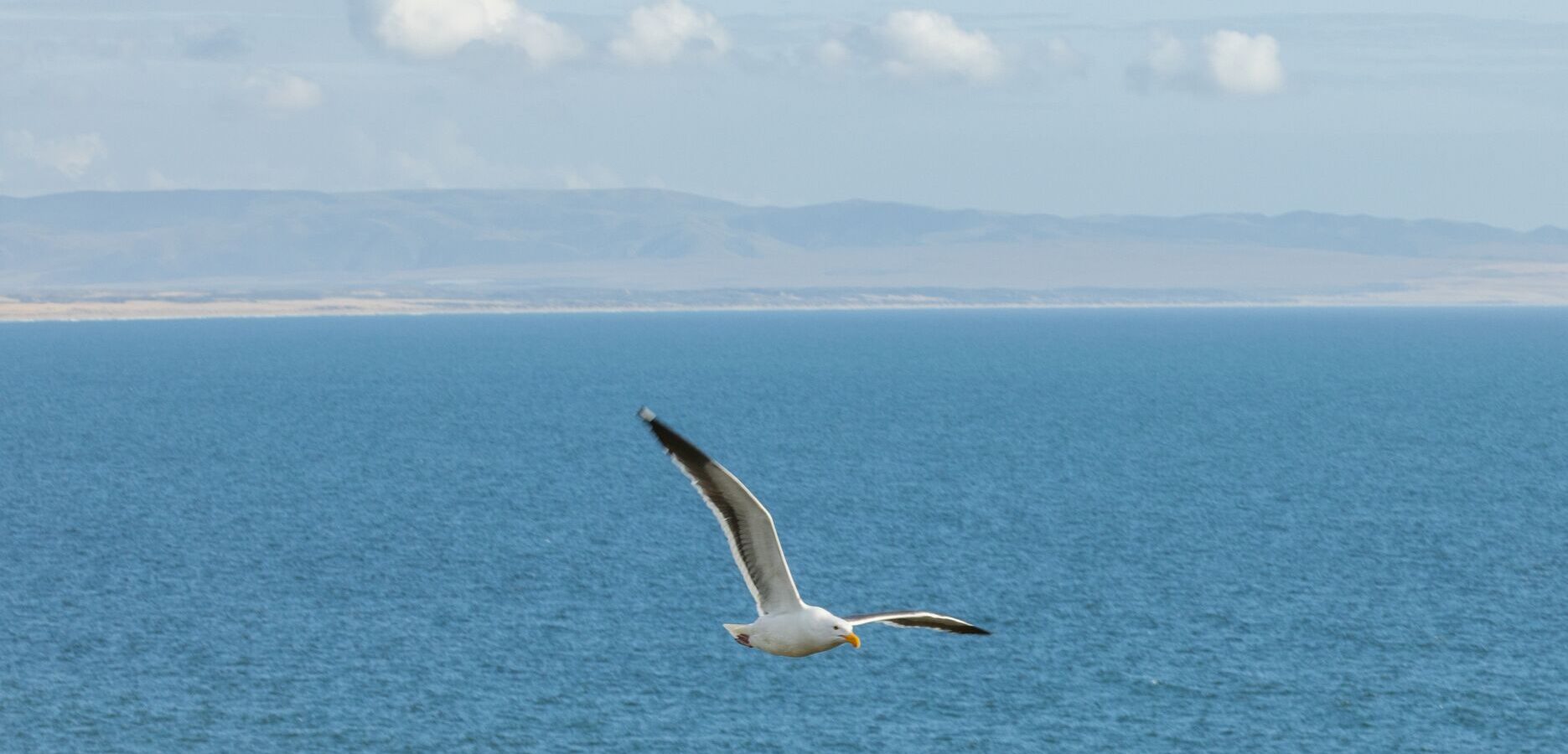 A seagull flies over a calm blue ocean with distant mountains and a cloudy sky in the background.